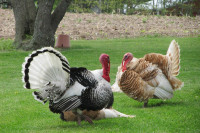 U Hrvatskoj registrovan ptičji grip