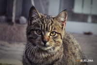 Napravljena aplikacija koja prevodi "mačji jezik"