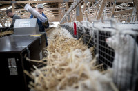 PANIKA NA FARMAMA Životinje počele da umiru, testovi pokazali da imaju korona virus