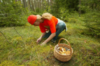 Iz šume samo sa kilogramom gljiva