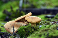 Novo pravilo u RS: Iz šume samo sa kilogramom gljiva, šipka, ljekobilja...