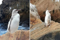 Bijeli pingvin otkriven na Galapagosu