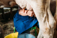 Pandemija kumovala većoj proizvodnji mlijeka
