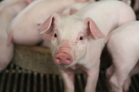 Prasad skuplja u RS nego u Njemačkoj