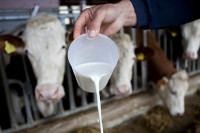 Porodica Gajić iz Crnjelova, uprkos pandemiji, USPJEŠNO PROIZVODI 1.500 litara mlijeka dnevno