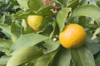 JUG HERCEGOVINE PRKOSI GODIŠNJEM DOBU Prvi dan zime i drugi ovogodišnji rod mandarine