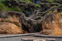 Čudesno drvo života koje prkosi pravilima: Godinama visi iznad tla i bori se za život