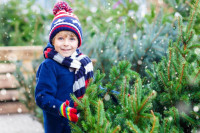 Zašto se za novogodišnje praznike kiti baš jelka, a ne neko drugo drvo?