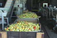 Ugovorena proizvodnja povrća sa 600 domaćih poljoprivrednika