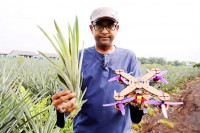 Naučnici u Maleziji izrađuju dronove od lišća ananasa