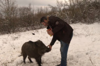 Dušan pronašao tek rođenu divlju svinju, dao joj ime Korona