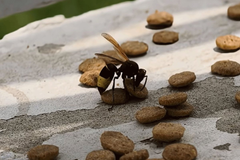 Orijentalni stršljen stigao u Hrvatsku – prijeti i Bosni i Hercegovini