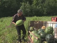Pero iz Prnjavora ni sa 90 godina ne odustaje od proizvodnje lubenica