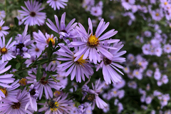 Ukras jesenjeg dvorišta: Cvijeće koje se sije krajem ljeta