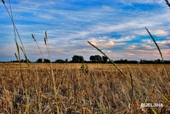 Na području Semberije požnjeveno oko 80 odsto površina zasijanih pšenicom