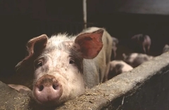 U Srbiji eutanazirano 26.000 svinja zaraženih afričkom kugom