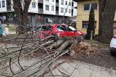Vjetar srušio stablo u Banjaluci