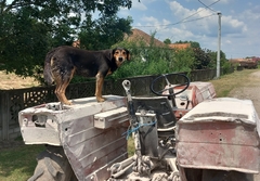 Pas Fifi ne silazi sa traktora, sa vlasnikom uzorao hiljade hektara (FOTO)