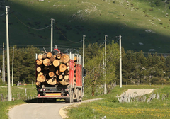 Vlada RS: Poskupljuju drvni sortimenti