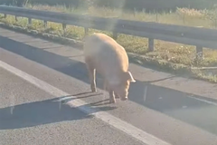 Dvije svinje na putu kod naplatnih kućica nadomak Banjaluke (VIDEO)