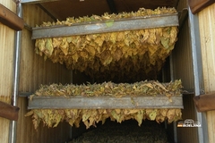 Rekordna sezona za proizvođače duvana u Semberiji i Posavini: Prinosi premašili plan, raste i otkupna cijena