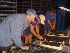 Od prodaje podmajevičke šljive nekad se kupovao novi traktor (FOTO)