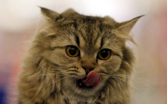 Djed prijavio komšiju jer mu je njegova mačka ušla u kuću i pojela pun tanjir pečenja