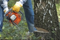 Policajca usmrtilo drvo u šumi