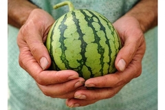 Grk proizveo mini-lubenice, koje staju u žensku torbicu