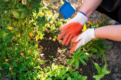Bez pesticida i hemikalija: Evo kako da napravite prirodno đubrivo od koprive