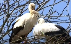 "Klepetan doletio kod svoje Malene" Rode koje su postale simbol ljubavi u regionu PONOVO ZAJEDNO