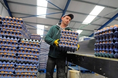 Jaja iz Donjeg Žabara ponovo putuju u evropske fabrike