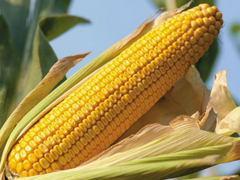 Stručnjaci iz Srbije i Srpske će stvarati zajedničke hibride