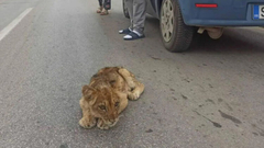 Mladunče lava pronađeno kod Subotice