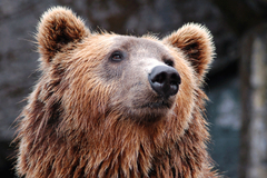 Medvjed napravio 400 SELFIJA na kameri za divlje životinje (VIDEO/FOTO)