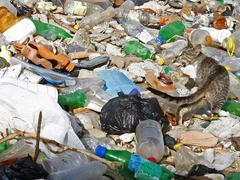 U BiH se godišnje baci 400.000 tona hrane, a javne kuhinje gladuju – donacije stale uprkos novom zakonu