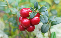 Ovo je provjereno najbolje voće za rad srca i pamćenje