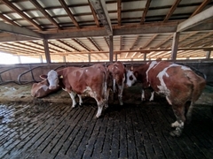 Ristanovići iz Zvornika ponosni na rezultate: U planu pogoni za preradu mesa i mlijeka (FOTO)