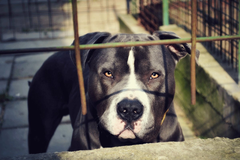 Horor u Novom Sadu: Pitbul usmrtio svog vlasnika