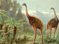 Kompanija iz Teksasa namjerava da oživi izumrlu pticu