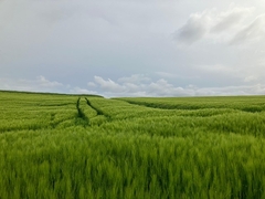 Sutra pretežno sunčano, uveče naoblačenje i padavine