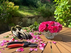 Orezivanje ruža u martu: Zlatna pravila za bujno cvjetanje