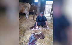 Trojke legendarnog bika Hurlyja na imanju Đoke Ćubića u Modranu