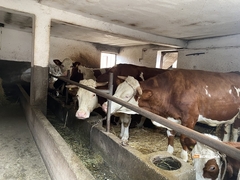 Višak mlijeka na tržištu BiH: Rast proizvodnje stvara novi problem za mljekare