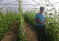 Semberski proizvođači boranije zadovoljni: Rod smanjen, ali cijena udvostručena