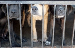 Švajcarska prva zemlja koja će zabraniti testiranje na životinjama?