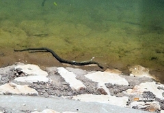 Kako se zaštititi od zmija tokom ljeta i šta ih zapravo najviše odbija