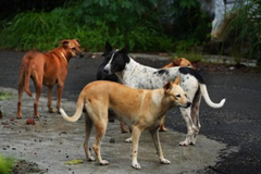 Jezivo: Psi lutalice izujedali djevojčicu