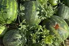 Vrane "obrale" dva hektara lubenice (VIDEO)