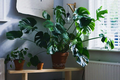 Kako pripremiti biljke za zimu: Kada ih unijeti u kuću i koje vrste ne podnose hladnoću